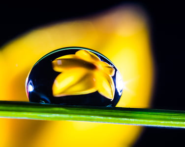 drop of water, drip, blade of grass, blossom, bloom, macro