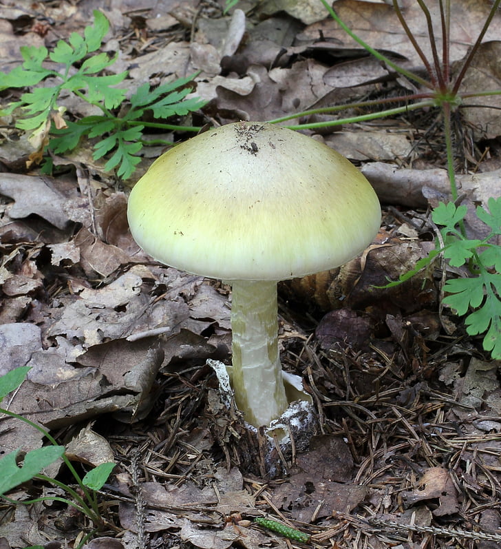 mushroom, fungus, death cap, deadly, poisonous, basidiomycete fungus, woods
