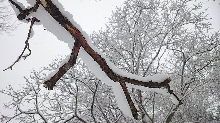vetvy stromu, strom, zimné, sneh, biela, Príroda, Švédsko