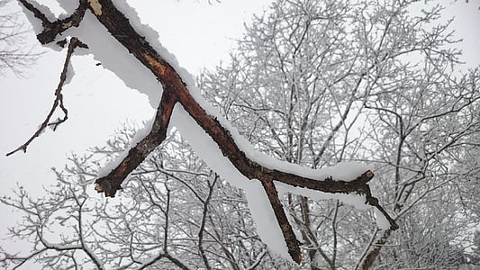 tree branch, tree, winter, snow, white, nature, sweden