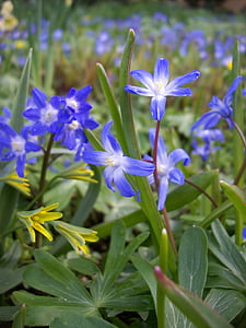 Kevadlilled, sinine, lilled, õis, Bloom, Aed, loodus