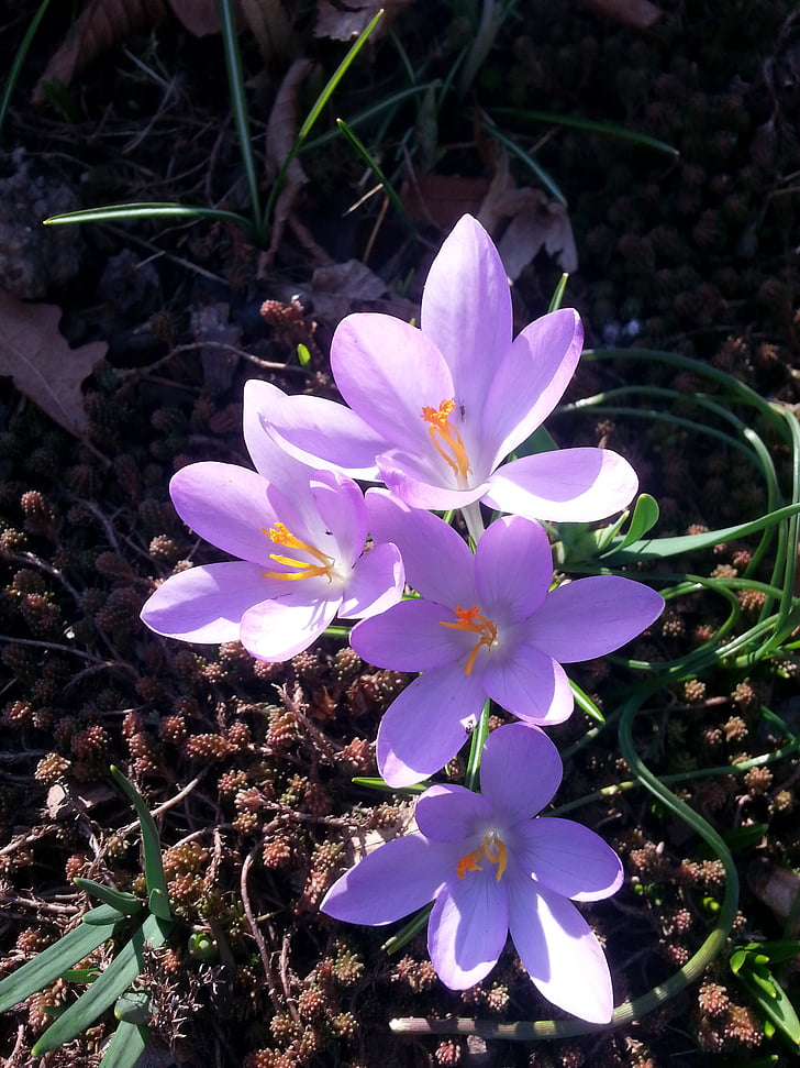 krokas, pavasarį, pavasarį krokas, Harbinger pavasarį, Gamta, gėlė, augalų
