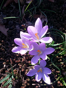 krokus, lente, lente crocus, voorbode van de lente, natuur, bloem, plant