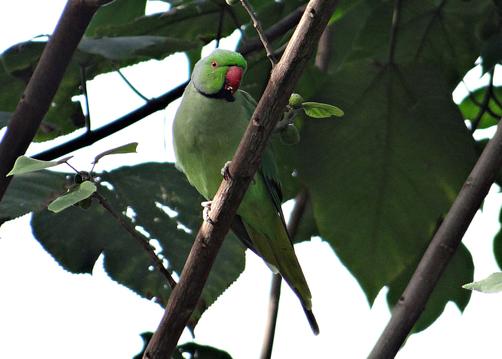 Rose-ringed parakeet, Psittacula krameri, Parrocchetto di anello-con il collo, pappagallo, uccello, Tropical, Parrocchetto di afro-asiatica