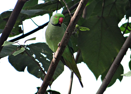 rose-ringed parakeet, psittacula krameri, ring-necked parakeet, parrot, bird, tropical, afro-asian parakeet