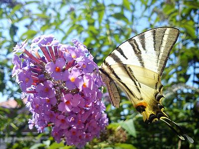 Vlinderstruik, bloem, vlinder, Lila breasted