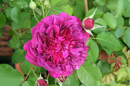 ökade, rosväxter, blomma, röd, Rosa