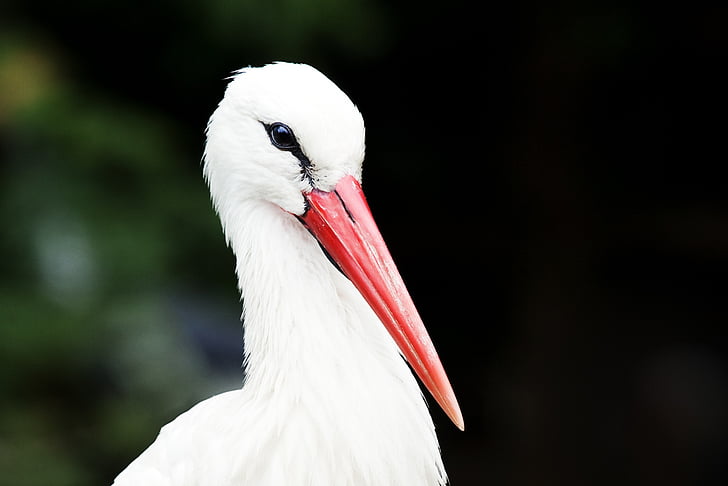 птичи, Йоханесбург зоопарк, Портрет, Южна Африка, бял щъркел, бял цвят, едно животно