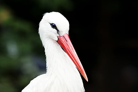 madárinfluenza, Johannesburg-állatkert, portré, Dél-Afrika, fehér gólya, fehér színű, egy állat