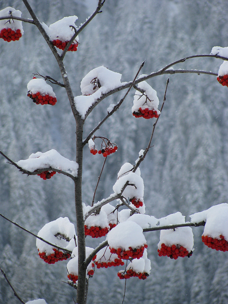 κόκκινο, μούρα, χιόνι, φύση, Φραγκοστάφυλο, Χειμώνας, παγετός