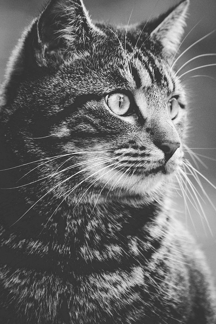adorable, animal, fotografía animal, gato, cara de gato, Close-up, lindo