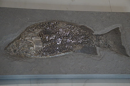 fosilní, fosilie, ryby, zkamenělé, měřítko, rybí šupiny, Steinplatte