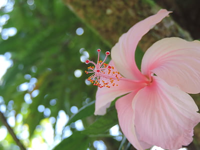 ibisco, rosa, albero di ibisco, natura, colore rosa, petalo, pianta