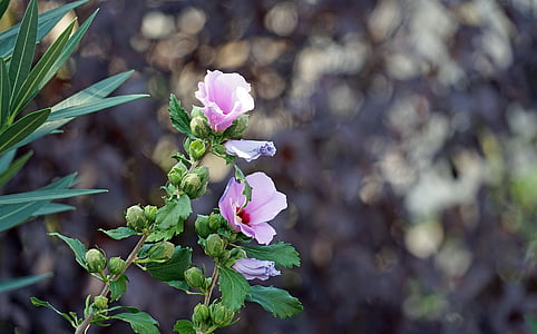 Hibiscus, różowy kwiat, kwiat, Mallow, Kwiat hibiskusa, ogród, Latem
