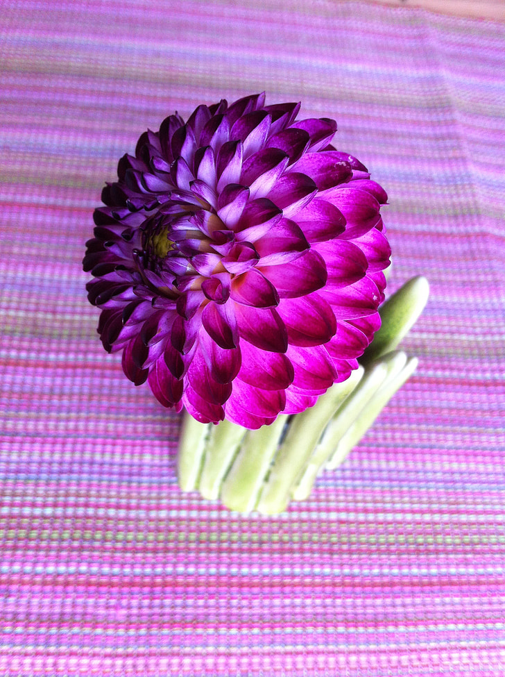 Dahlia balle, Dahlia, fleur, nature, Purple, automne
