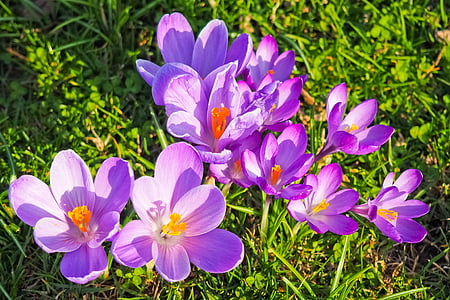 クロッカス, 花, 春, 春の花, ブロッサム, ブルーム, 紫
