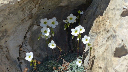 cuillère feuille saxifrage à feuilles opposées, fleur, Blossom, Bloom, blanc, plante, Saxifraga cochlearis