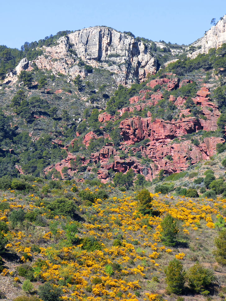paisagem, Priorat, arenito vermelho, Aulaga florida, Primavera, Rock - objeto, montanha