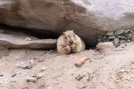 marmota, rozătoare, Himalaya, Karakorum, faunei sălbatice, animale, în aer liber