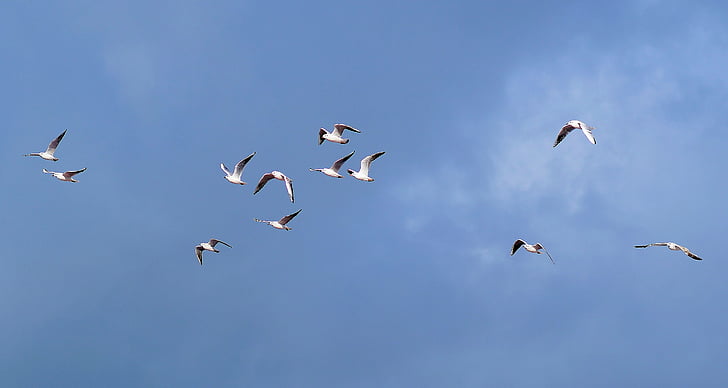 gulls, swarm, sky, blue, fly, birds, foraging