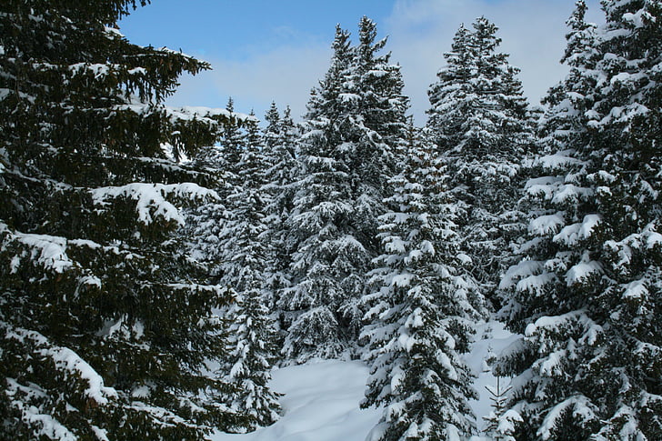 franska-speaking Schweitz, snö, träd, vintrig, kalla, vinter, skogen