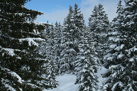 français-Suisse, neige, arbres, hivernal, froide, hiver, Forest