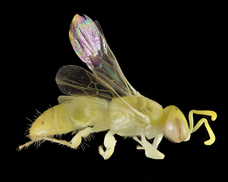 minute bee, insect, australia, macro, tiny, apis, mounted