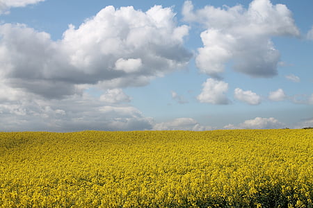 field of rapeseeds, nature, oilseed rape, yellow, field, spring, blossom