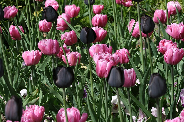 Tulip, hitam, merah muda, bunga, musim semi