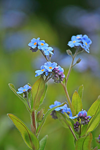 forget me not, blossom, bloom, flower, plant, nature, close