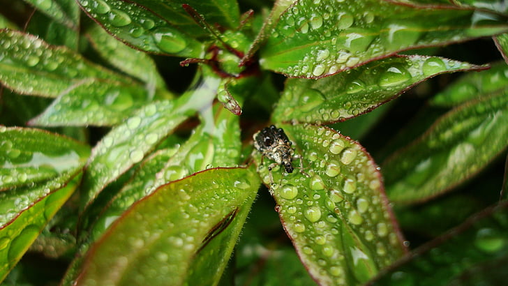 딱정벌레, 비, 봄