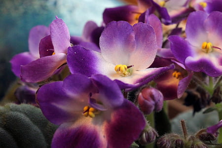 africano, violeta, flor, natural, Botánica, follaje, crecer