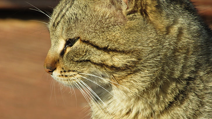 Kipra, kaķis, relaksējoša, sauļoties