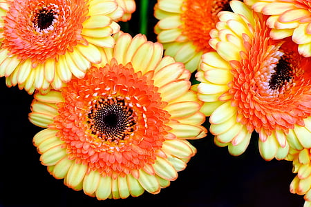 Ζέρμπερα, λουλούδια, Κίτρινο, πορτοκαλί, άνθιση, άνοιξη