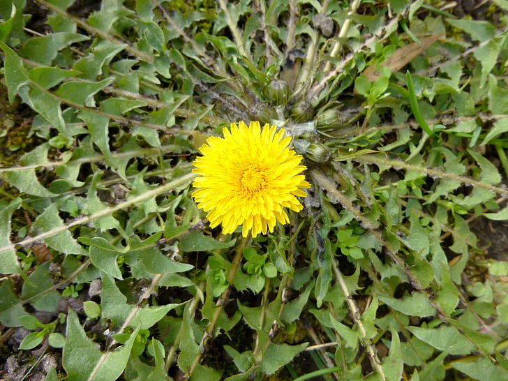 yellow flower, dandelion, spring flower, nature, weed, spring, sunshine