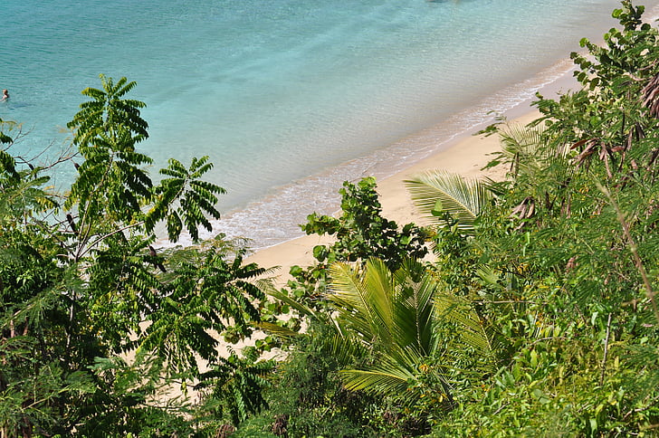 τυρκουάζ, νερό, Πουέρτο Ρίκο, παλάμες, στη θάλασσα, παραλία, Άμμος