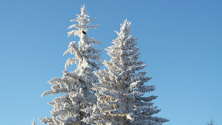 koks, auksti, ziemas, sniega, vārna, Evergreen, sezonas