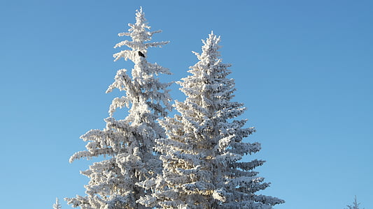 árbol, frío, invierno, nieve, Cuervo, árbol de hoja perenne, temporada