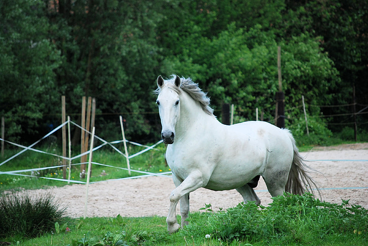 crioulo, cavalo, Branco, orgulho, sublime, graciosa, poderosos