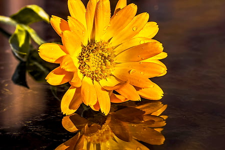 Marigold, Calendula, oranžová, květ, Bloom, zahradnictví, kompozity