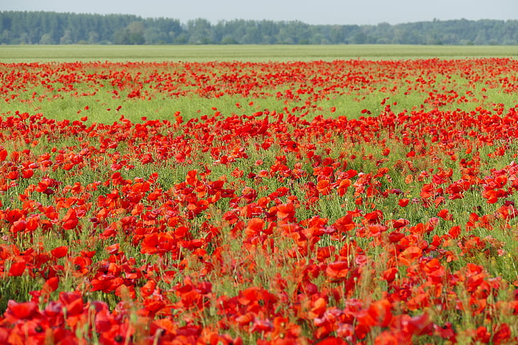 poppies, field of poppies, blooming poppies, red, flowers
