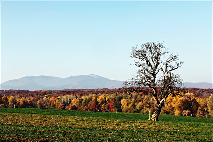 krajinky, jeseň, Príroda, strom, Alsace, farby, zeleň