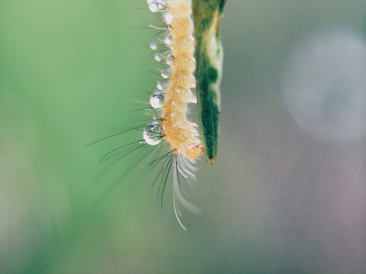 caterpillar, macro, droplets, drops, wet, rain, animal
