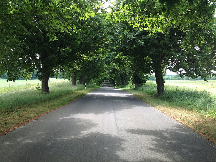 Avenue, romantika, Brandenburg, Rīgenas, lapu koks, vasaras, lapu koki
