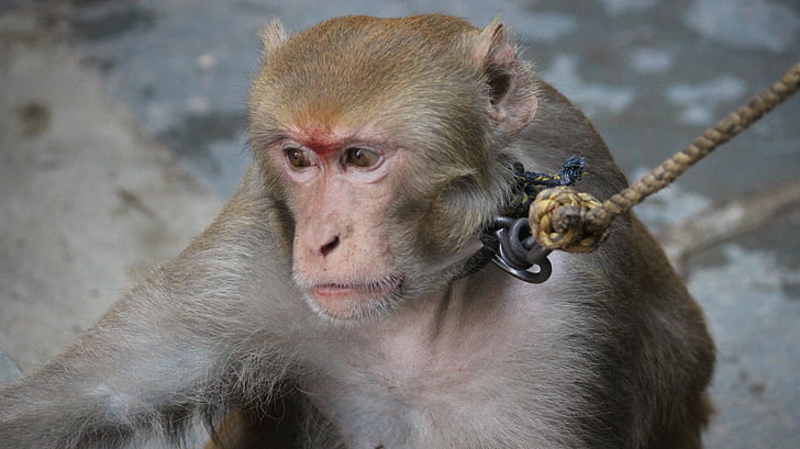 Macaque, singe, animal