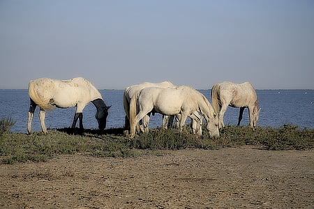 hobune, Mane, Ratsutamine., kabjalised, loomade, valge hobune, loodus