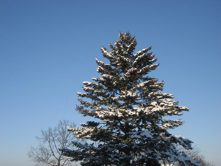ziemas, atstāj, daba, fiziska, koka, zaļumi, sniega
