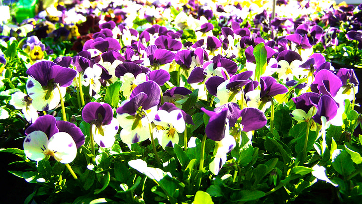 pansy, spring, nature, purple and white