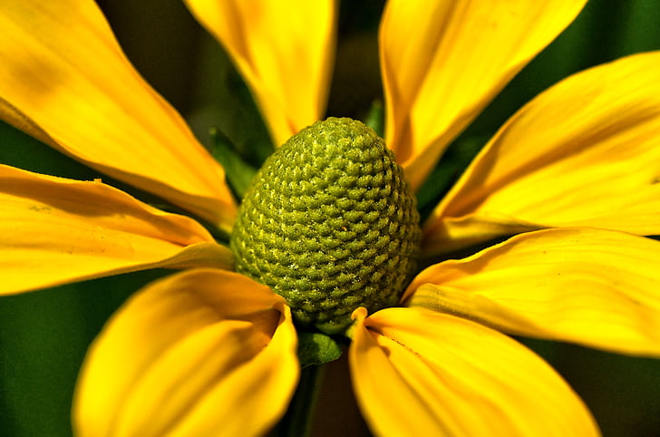 květ, Bloom, okvětní lístky, květ, Zavřít, závod, žlutá