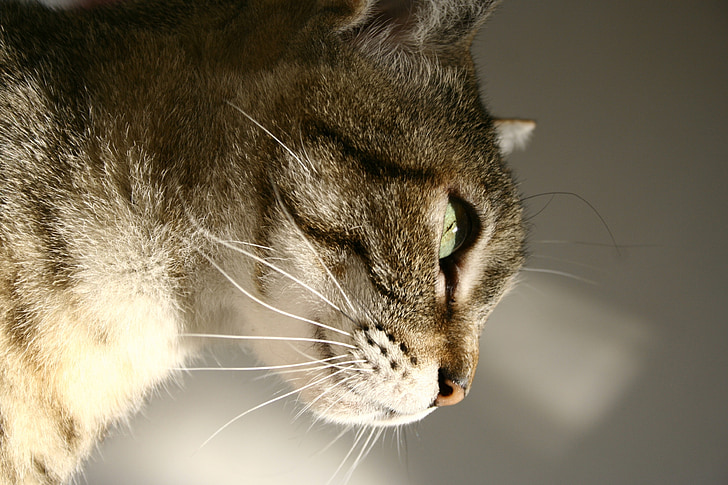 katt, öga, lampor, profil